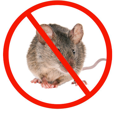 rat pest removal scarborough