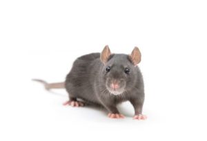 rat