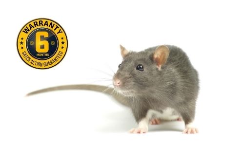 rat control oakville