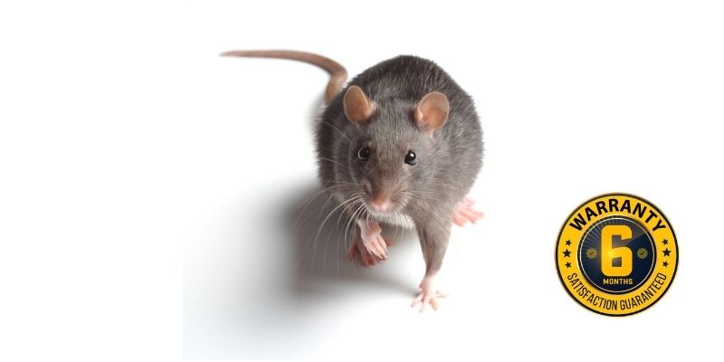 rat exterminator peterborough