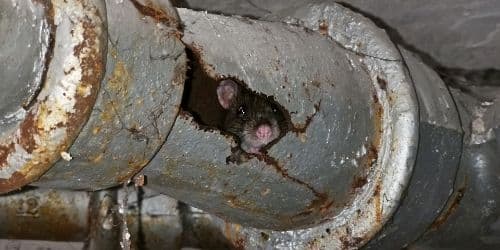 rat hiding place