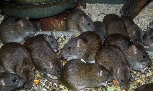 rat infestation ajax