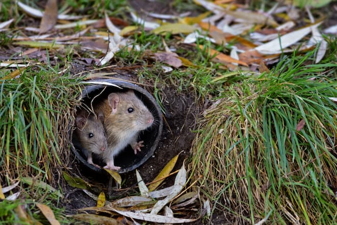 are tenants or landlords responsible for rats