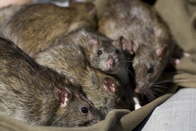 can rat infestations cause a fire hazard