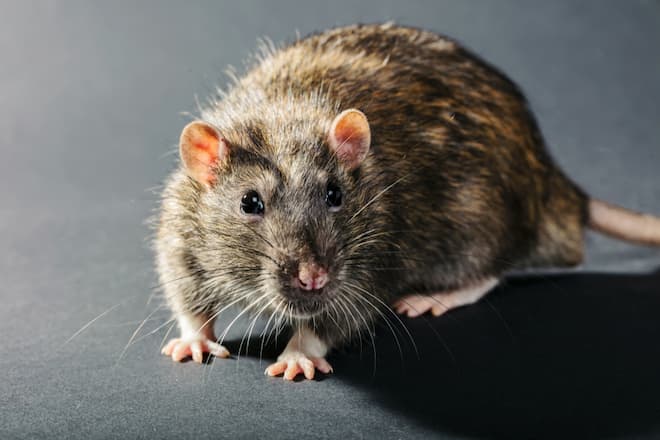 how rat infestations impact food supplies