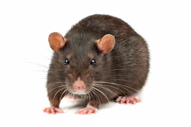 how to get rid of rats 2